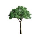 0594285 Generic Jtt Scenery Products Professional Series Green Jacaranda