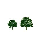 92051 1-1.75 Jtt Scenery Products Z Walnut 6pk