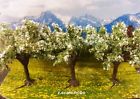 25511 Noch Scale Fruit Trees White New Usa Dealer 4007246255115