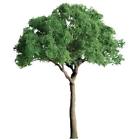 Jtt94287 Jtt Scenery Products Professional Categories Series Green Jacaranda 734560942875