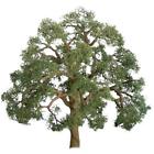 Jtt94403 Jtt Scenery Products Professional Series Live Oak 734560944039