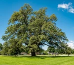 Set Of 2 Small Live Cherry Oak Plants 4" Pots Deciduous Trees. Fixed Price $41.99.