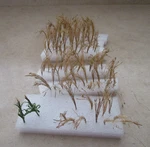 Lot Of 114 Jtt Wheat Stalks - Scale Model Railroad Grass Scenery #95636 Ln. Fixed Price $20.00.