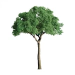 Jtt Scenery Products 94283 Ho 3/4" Green Jacaranda Tree(pack Of 6). Fixed Price $15.65.