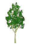 Jtt Mountain Gum Tree 2'' - Scale Model Railroad Scenery #94303. Fixed Price $16.66.