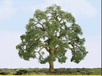 Jtt Ho Professional Series Live Oak Trees 3IN 7.6CM Tall PKG(2) 94350. Fixed Price $23.98.