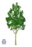 Jtt Mountain Gum 4'' Pro 2/PK - #94306. Fixed Price $16.66.