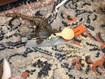 Hot Wheels Dino Trick Track Bundle. Multiple Launcher Stunts + 30 Feet Of. Fixed Price $11.99.