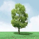 Jtt Birch Tree - Scale Model Railroad #92409. Fixed Price $22.32.
