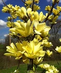 Yellow Bird Magnolia Live Plant 6-12" Tall 3" Pot Deciduous Trees. Fixed Price $23.99.