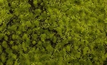 Bachmann Light Green Tufted Grass Mat One 11.75" X 7.5" Sheet 32921. Fixed Price $29.42.