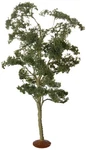 Bachmann Trains Inches Maple Trees 2 Per Box. Fixed Price $37.14.