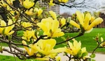 Yellow Bird Magnolia Live Plant 6-12" Tall 1GALLON Pot Deciduous Trees. Fixed Price $42.99.