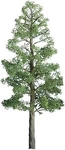 Jtt Pine Trees - Z Scale Model Railroad #94290. Fixed Price $19.93.
